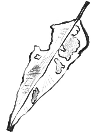 leaf14.gif