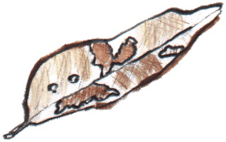 leaf22.gif
