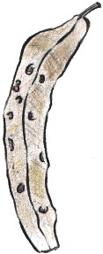 leaf23.gif