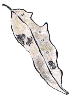leaf24.gif